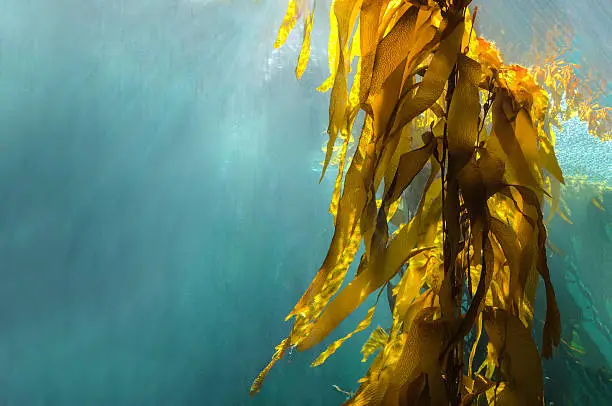 Unerwater kelp forest with light beams and copy space