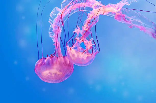 Photo of Pink jellyfish on blue background