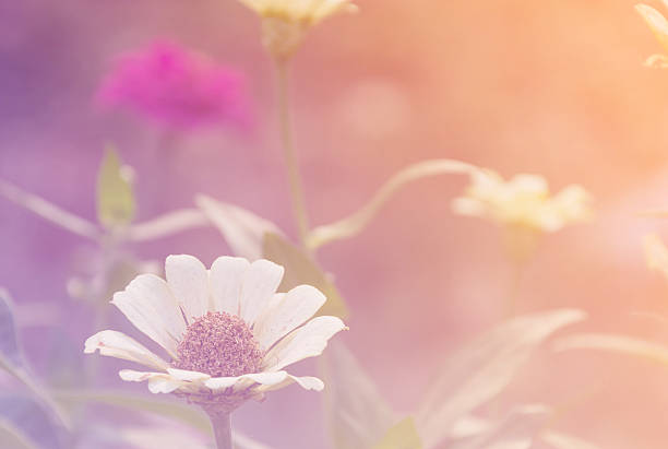 istock soft focus of zinnias in field with gradient 520089020
