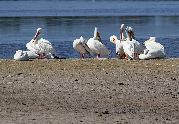 American White Pelicans Photographed these cute Pelicans on Sanibel Island, Florida. white pelican animal behavior north america usa stock pictures, royalty-free photos & images