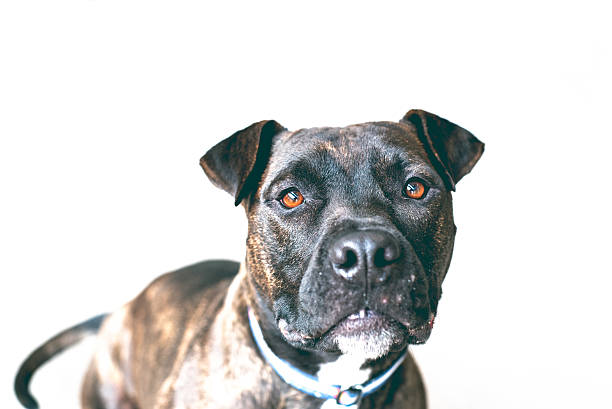 istock American Bull Dog on white isolation 520089442