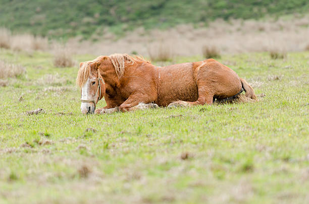 istock Horses in the field is sitting on the grass 520089904