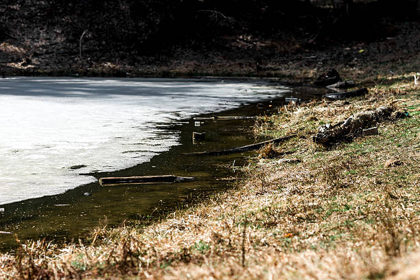 istock Melt water in the forest 520090758