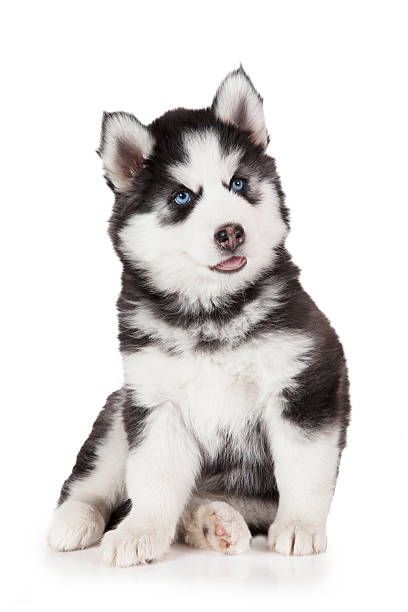 istock Siberian Husky puppy dog 520090790