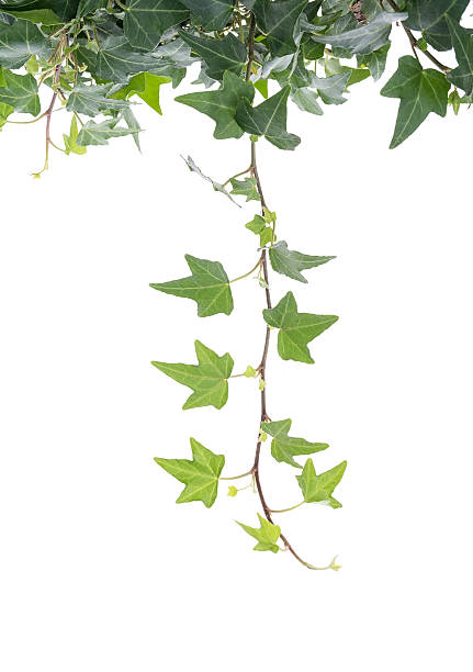 istock ivy leaves isolated on a white background 520091344