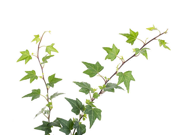 istock ivy leaves isolated on a white background 520091384