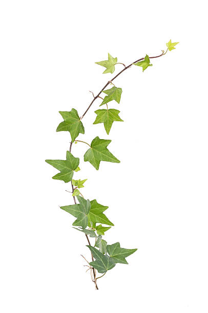 istock ivy leaves isolated on a white background 520091448