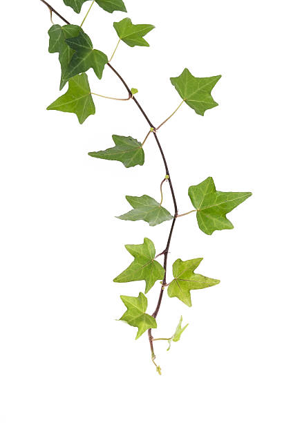 istock ivy leaves isolated on a white background 520091492