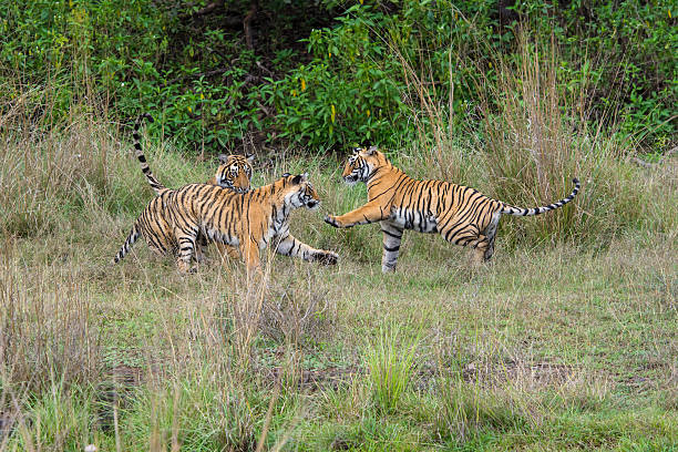 istock Bengal tigers (Panthera tigris tigris) are fighting, wildlife shot 520091904