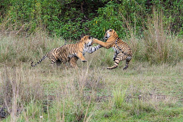 istock Bengal tigers (Panthera tigris tigris) are fighting, wildlife shot 520091978