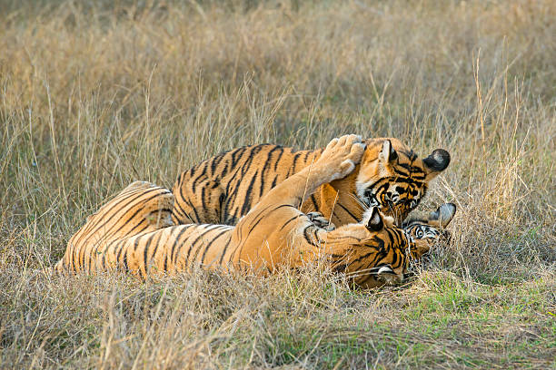 istock Bengal tigers (Panthera tigris tigris) are fighting, wildlife shot 520092038