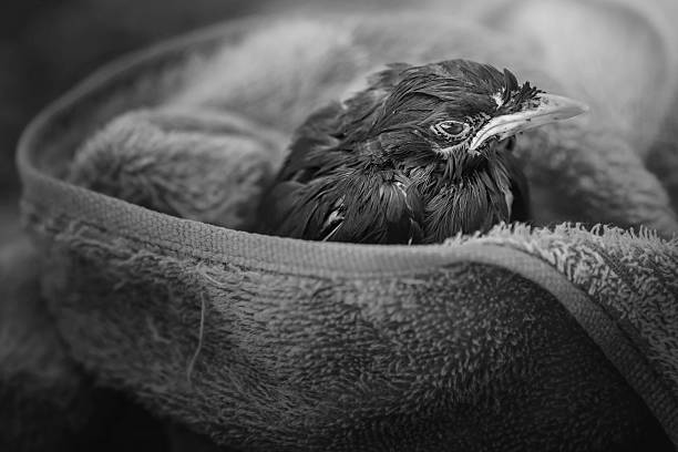 Baby swallow in red fabric , possibly injured. Dramatic light