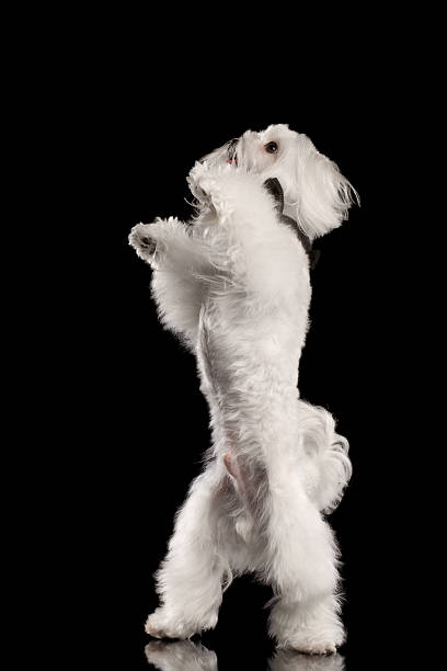 istock White Maltese Dog Standing on Legs, Raising up Paws isolated 520094612