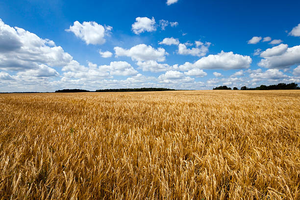 istock harvest ripe yellow cereals 520094862