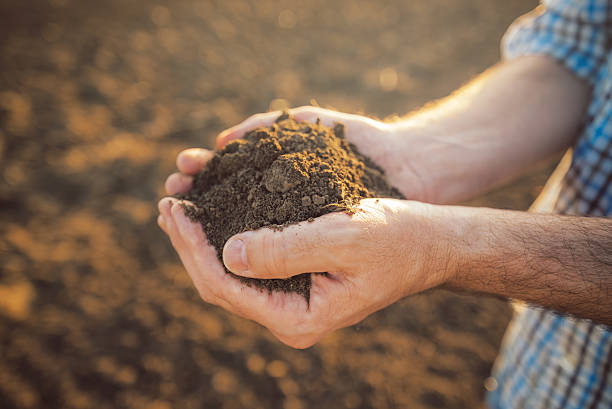 istock Farmer holding pile of arable soil in hands 520095254