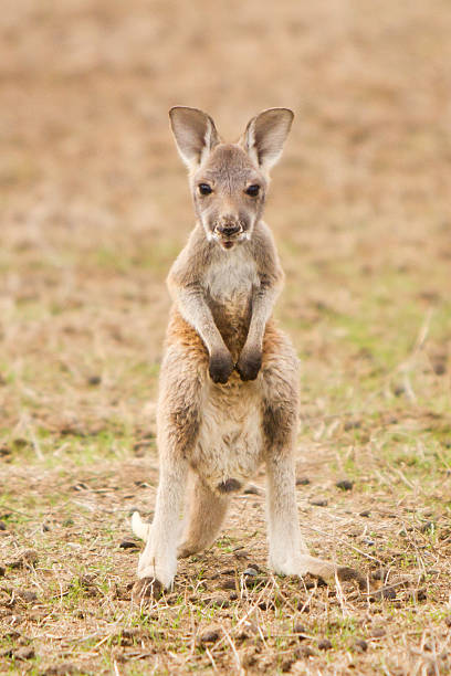 Joey Close up of a very cute red kangaroo joey. It is looking directly at camera with its ears standing straight upright. Shot taken in Victoria, Australia. red kangaroo stock pictures, royalty-free photos & images