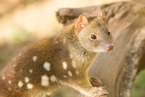 Quoll Close up image of a quoll showing its interesting patterns. spotted quoll stock pictures, royalty-free photos & images