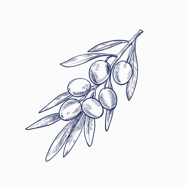 olive branch with olives hand drawn sketch of olive branch with olives on a white background greece illustrations stock illustrations