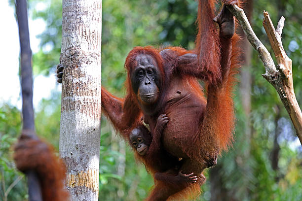 istock Indonesia: Orangutans in Tanjung Puting National Park 520114803