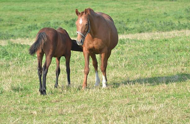 istock Mother Horse and Foal 520114853