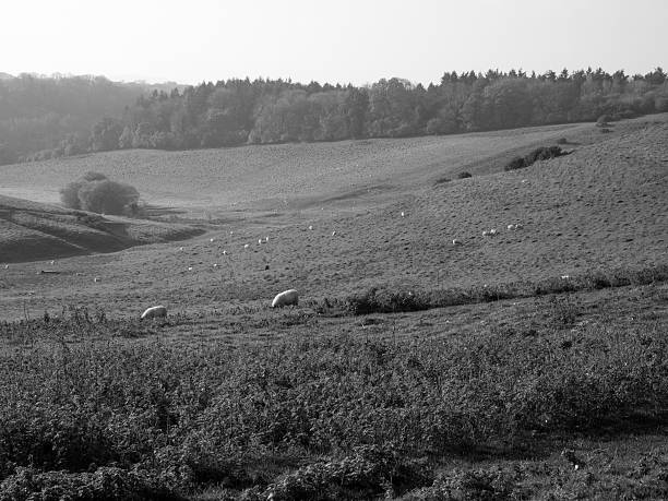 Black and White Landscape photo of Somerset Sheep Pasture with rolling hills and scattered trees. 