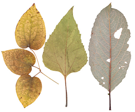 Big leaves of various flowers and trees, isolated on white