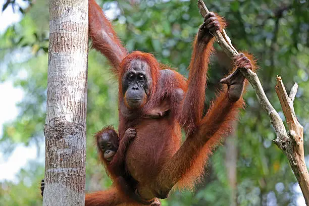 Photo of Indonesia: Orangutans in Tanjung Puting National Park