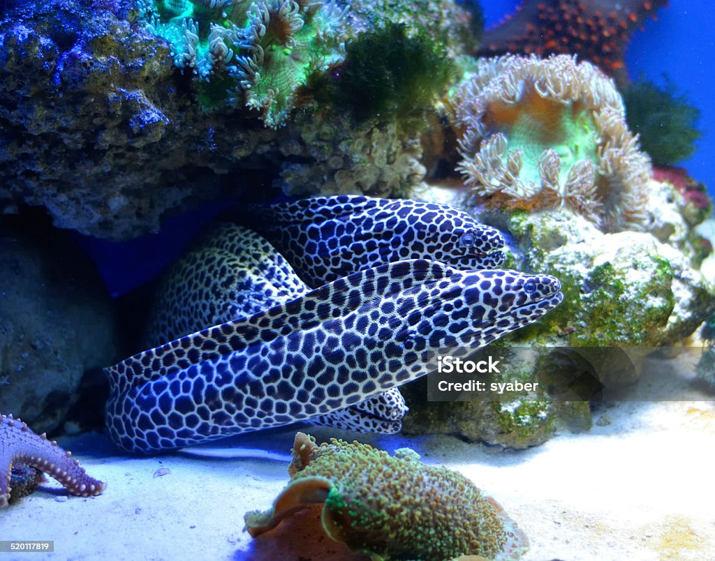 family of  spotted morays three Spotted moray in coral reef Animal Stock Photo