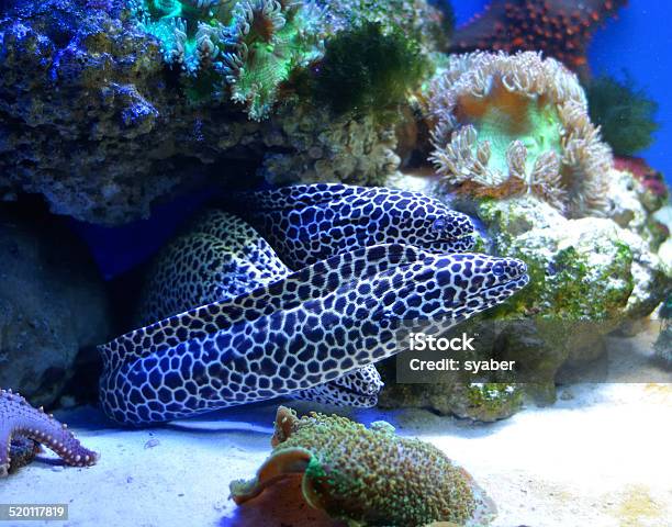 Family Of Spotted Morays Stock Photo - Download Image Now - Animal, Animal Family, Animal Wildlife