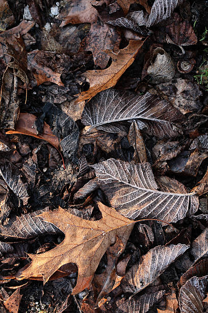 istock dead leaves on the ground autumn textures and colors 520118215