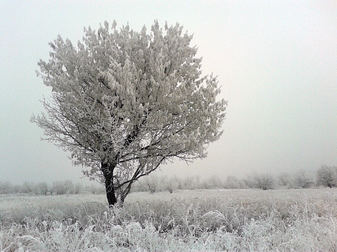 Winter siberian forest in the Omsk region