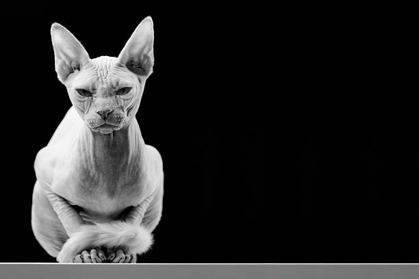 Canadian Sphinx Hairless Cat Two year old Canadian Sphinx Cat. sphynx hairless cat photos stock pictures, royalty-free photos & images