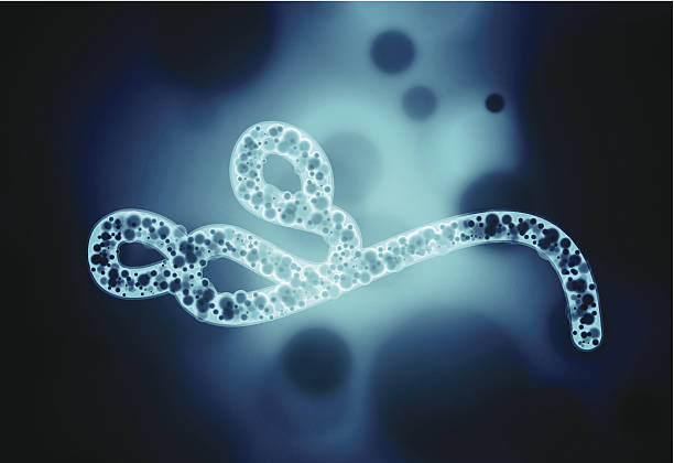 Ebola virus Illustration contains a transparency blends/gradients. Additional .aiCS6 included. EPS 10 ebola stock illustrations