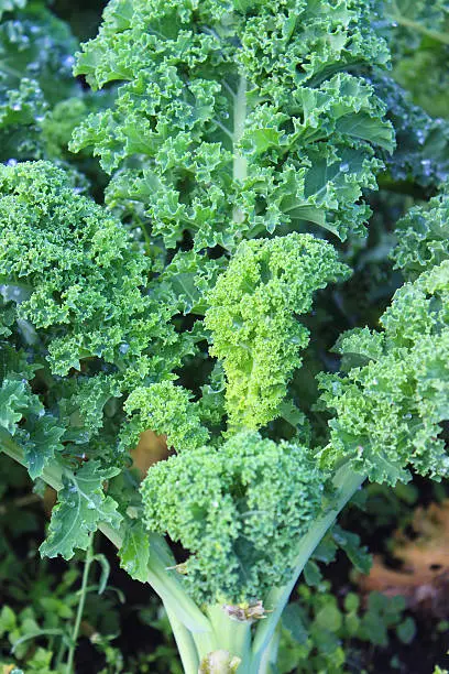 Photo showing a patch of lush green curly kale plants, growing in an allotment vegetable garden in the autumn.  Kale (borecole) is a particularly hardy variety of brassica (Latin name: brassica oleracea) and happily tolerates harsh cold weather.  Closely related to wild cabbage, curly kale is known for its dark green, tightly curled leaves, which attract water droplets / morning dew drops.  The leaves are best picked when they are young and at their most tender.