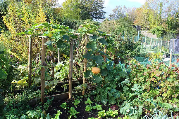 Photo showing a large ripe orange pumpkin, growing in an allotment vegetable garden.  This pumpkin plant (Cucurbita pepo / squash) is being grown in an unusual way, as a climbing plant grown up an arbour made with trellis, supported only by its tendrils.  The pumpkin is therefore hanging down freely, which has the advantage that the bottom won't get dirty or rot - however, if it gets too large and too heavy before harvest time, it may fall off if left unsupported.  Rows of young lettuce plants can be seen in the foreground.