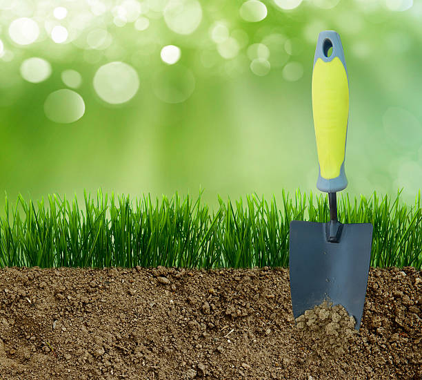 istock Green grass in the dirt 520123122