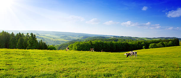 istock Summer landscape with green grass and cow. 520125158