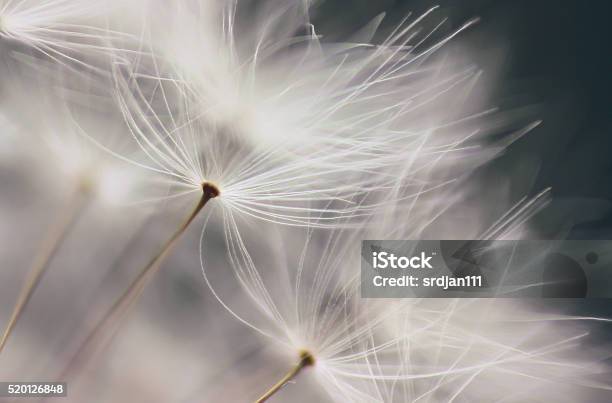 Dandelion Seed Stockfoto und mehr Bilder von Blume - Blume, Löwenzahn - Korbblütler, Natur