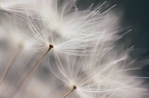 White dandelion in a forest at sunset. Macro image, shallow depth of field. Abstract summer nature background
