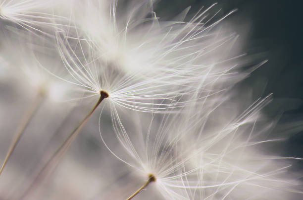semente de dente-de-leão - dandelion macro seed nature - fotografias e filmes do acervo
