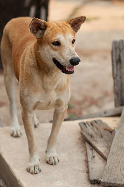 istock Young dog standing on a cement floor. 520127798