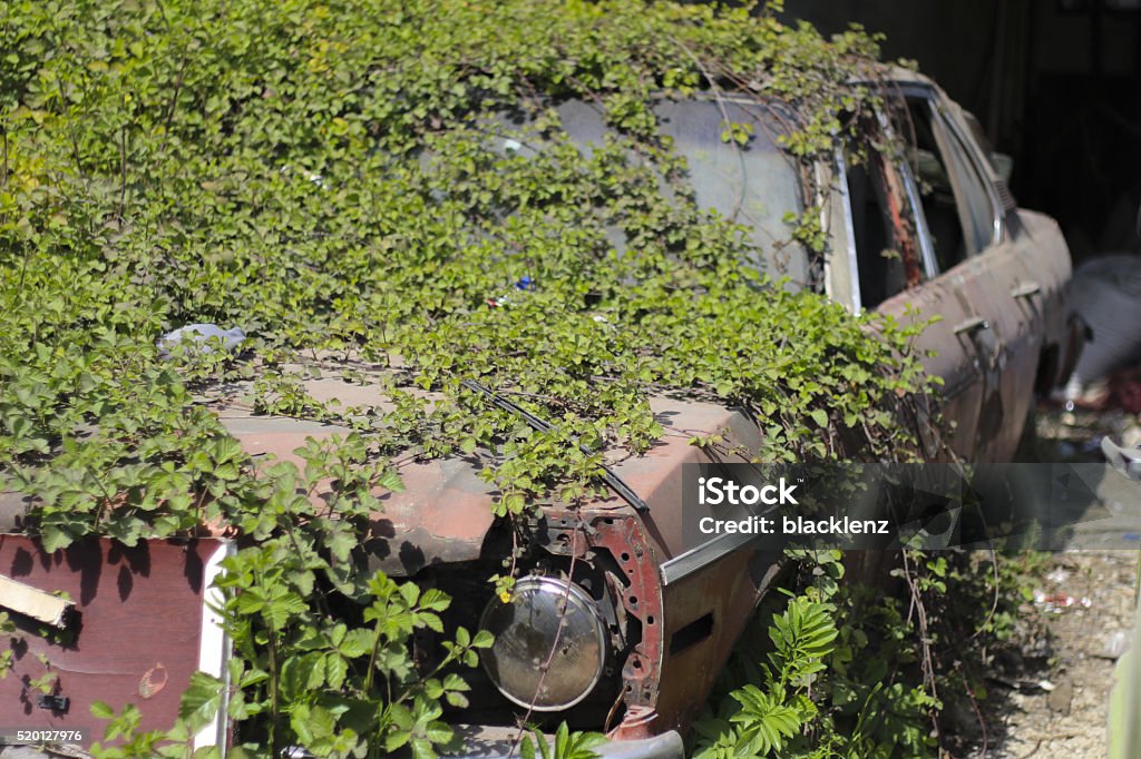 scrap car under vines Abandoned Stock Photo