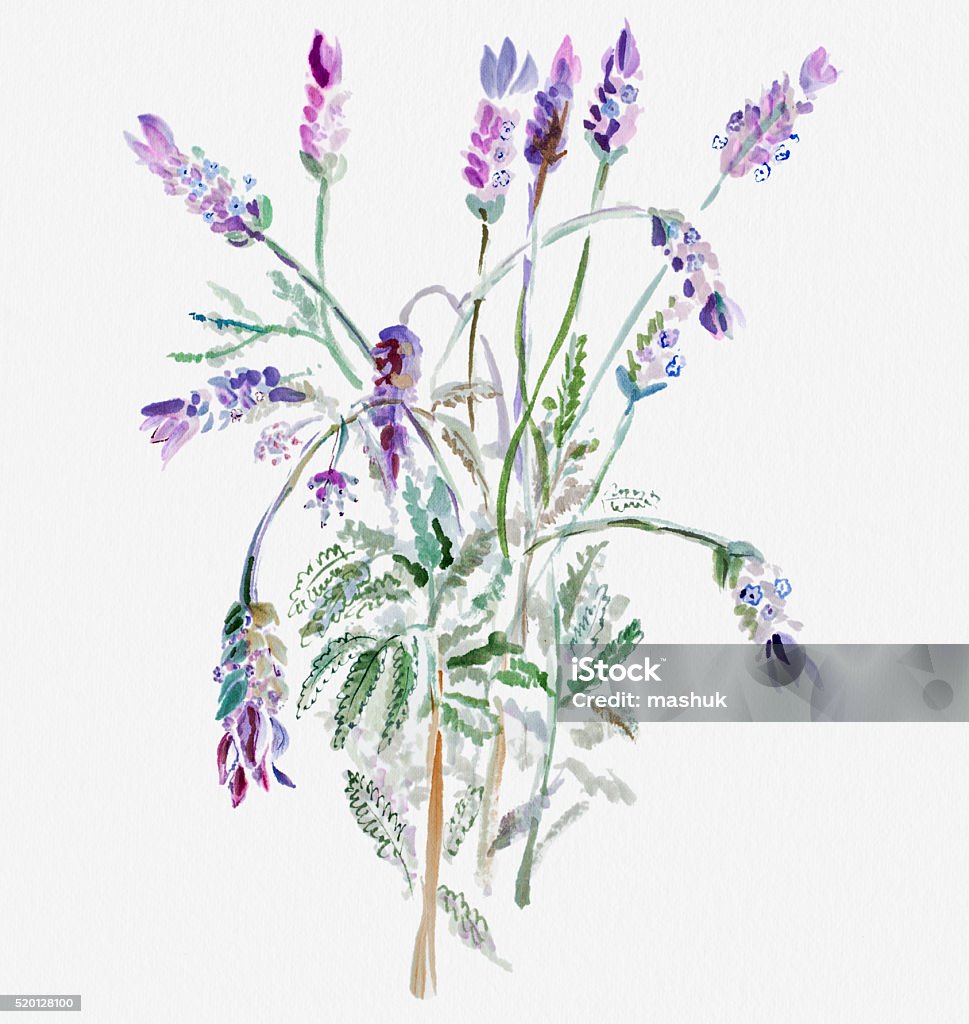 Lavender Watercolor painting Lavender Lavender - Plant stock illustration