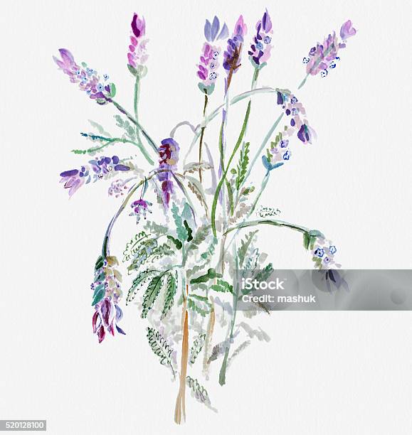 Lavender Watercolor Painting Stock Illustration - Download Image Now - Lavender - Plant, Watercolor Painting, Flower