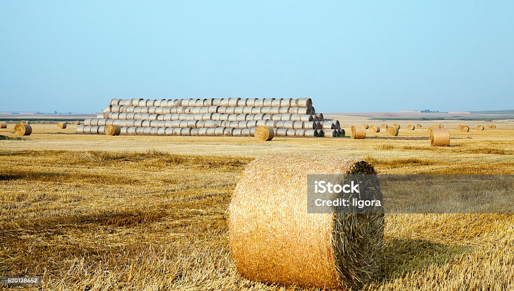 Montes de feno em um campo de palha - Foto de stock de Agricultura royalty-free