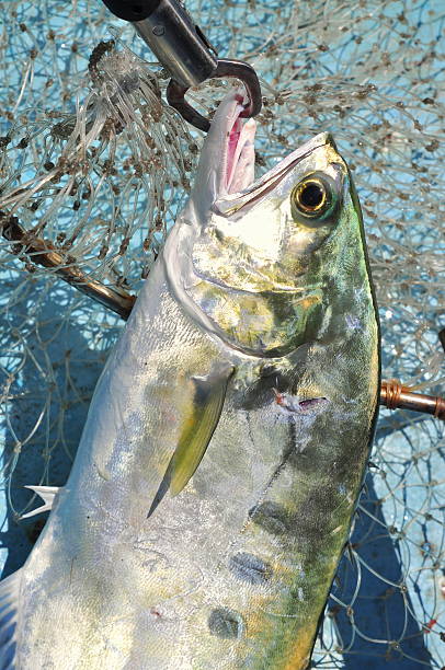 Queenfish in the hook and fishing net Queenfish in the hook anf fishing netQueenfish in the hook and fishing net raw croaker fish stock pictures, royalty-free photos & images
