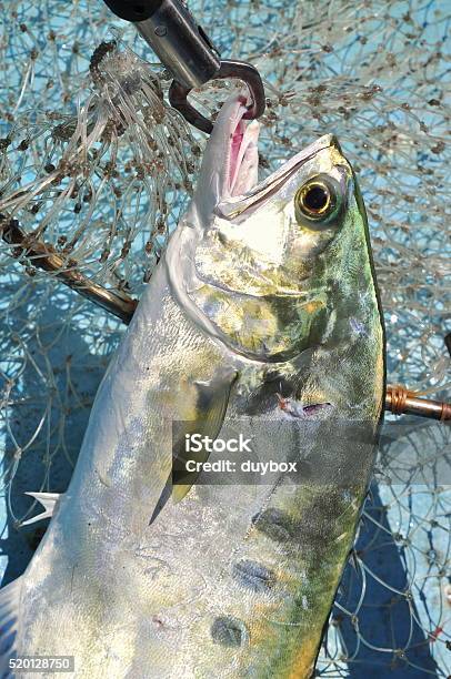 Queenfish In The Hook And Fishing Net Stock Photo - Download Image Now - Sea, Commercial Fishing Net, Fish