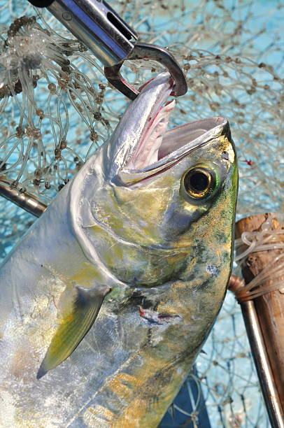 istock Queenfish in the hook and fishing net 520128960