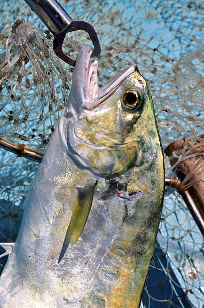 istock Queenfish in the hook and fishing net 520129204