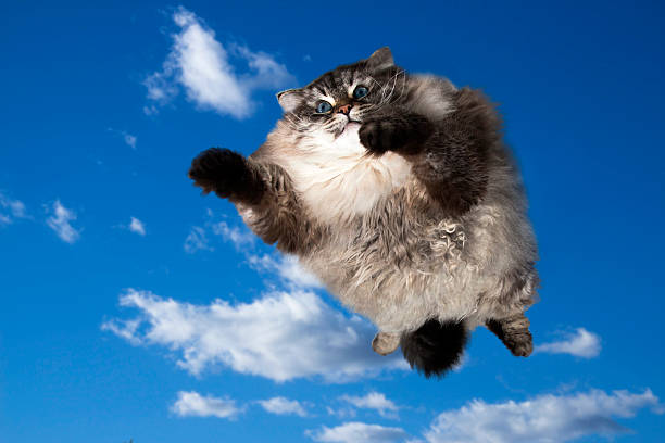 istock funny cat flying in the sky 520129278